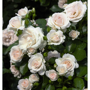 ASPIRIN® ROSE